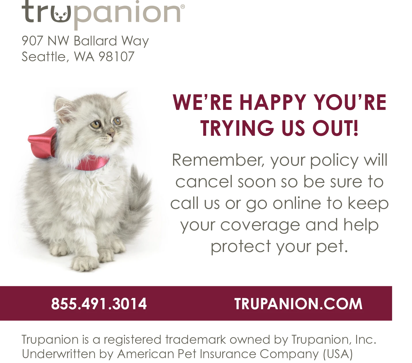 white cat wearing red bow