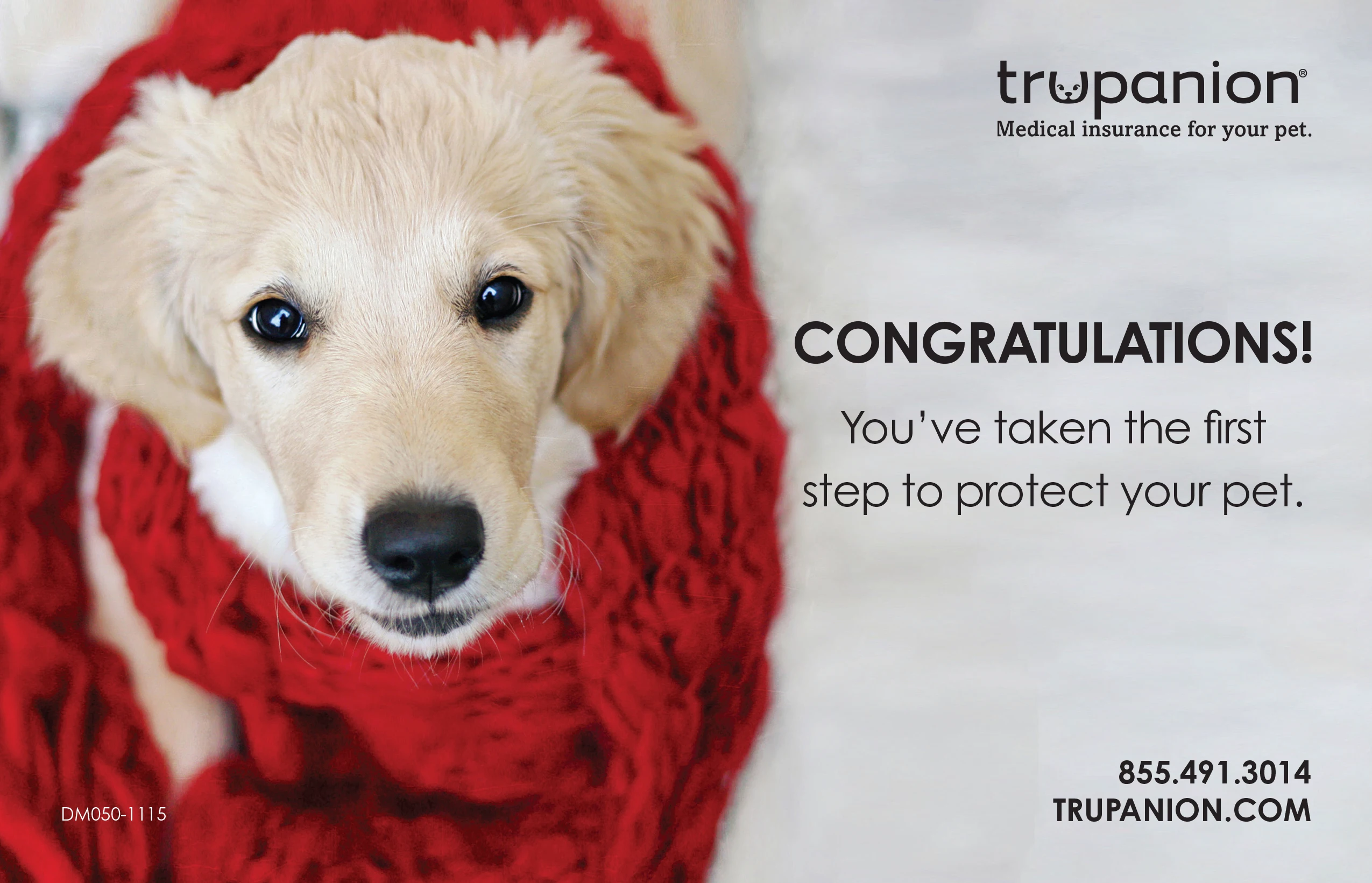 golden retriever puppy wearing red scarf